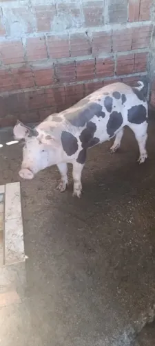Novilha de porca Pietran dálmata