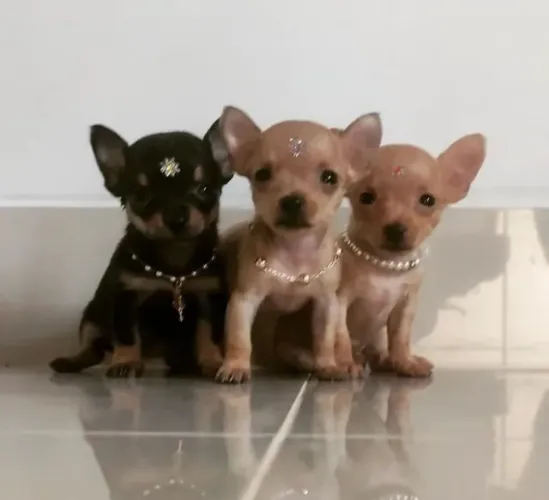 Pinchers com chiuaua várias opções com caminha de brinde apartir de 199 imperdível