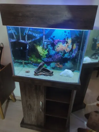 Vendo aquário completo com móvel