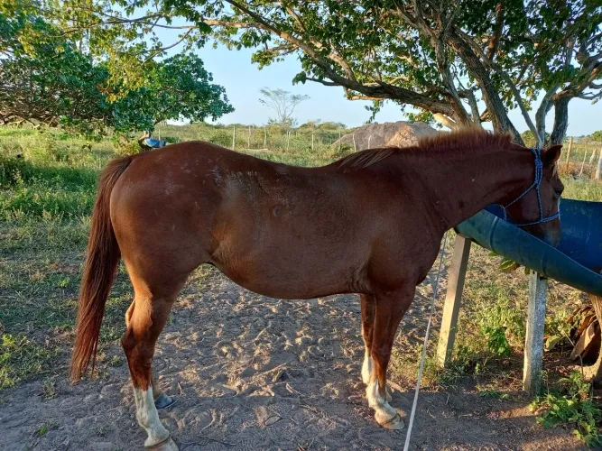Vendo ou Troco Cavalo Igual de Muda