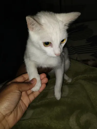 Doação gata