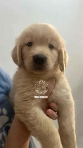 Golden Retriever machos e fêmeas 