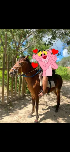Cavalo manga largar 