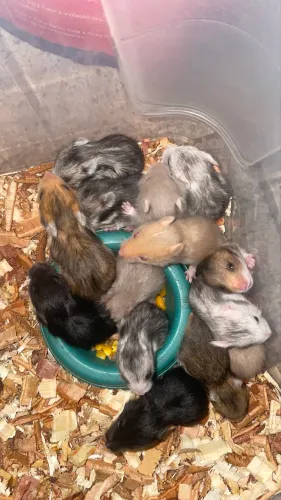 Hamster