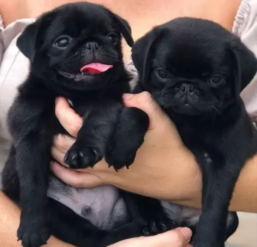 Pug 