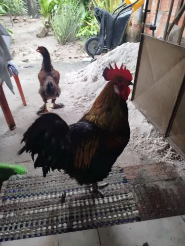 GALO E GALINHA ?