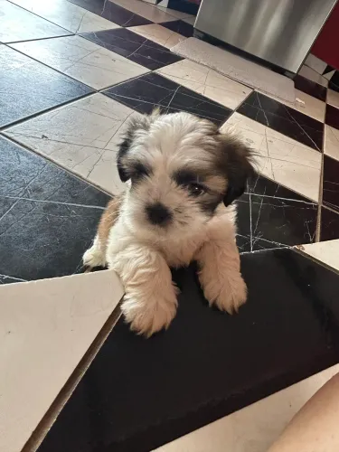 Shih tzu macho
