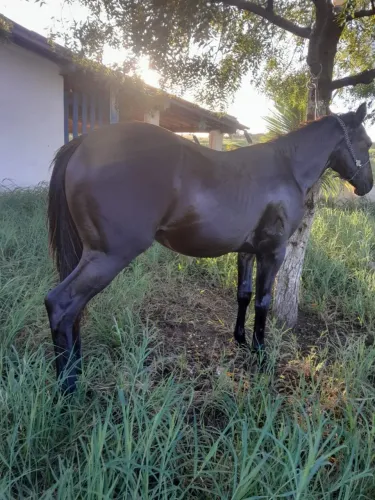 Vende se um poutro raciado com dom rochao