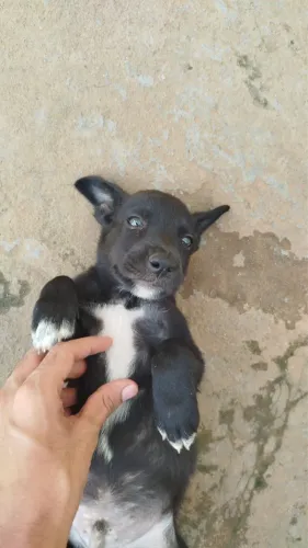 ADOÇÃO RESPONSÁVEL!