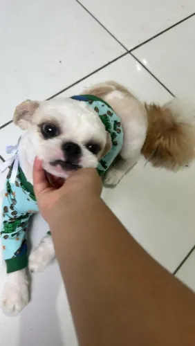 SHITZU MACHO