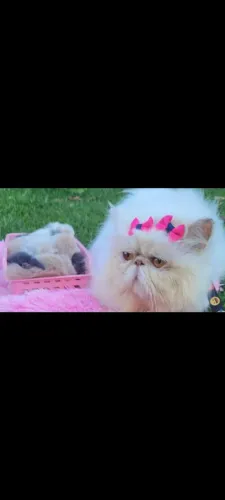 Vendo filhotes de gato persa