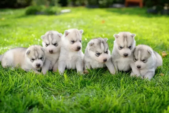 ? Husky Siberiano | Filhotes Bem Socializados e de Excelente Temperamento