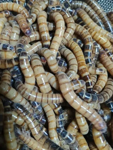 Larva de tenebrio gigante