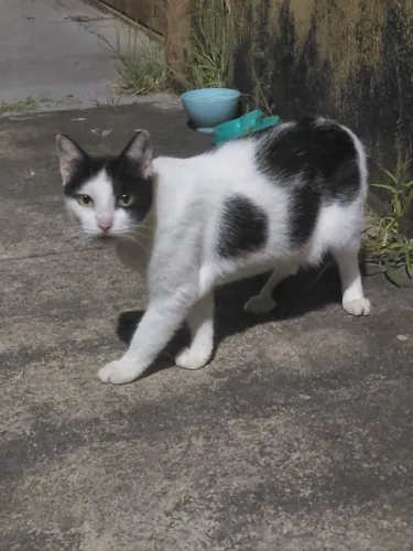 Filó