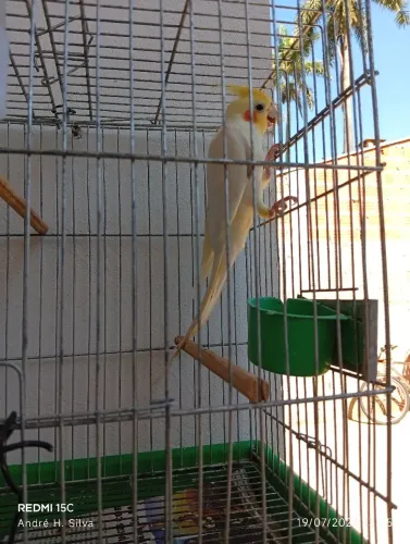 Gaiola