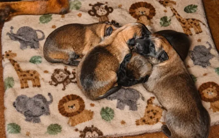Filhotes de Pastor Belga Malinois disponíveis para reserva