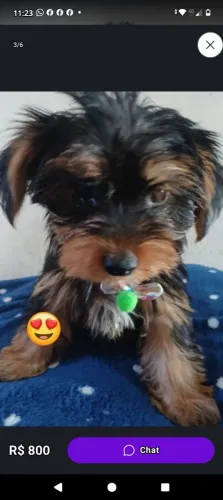 Yorkshire terrier macho, raça pura,filhote.