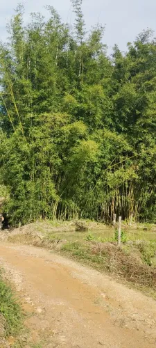 Doa-se bambu