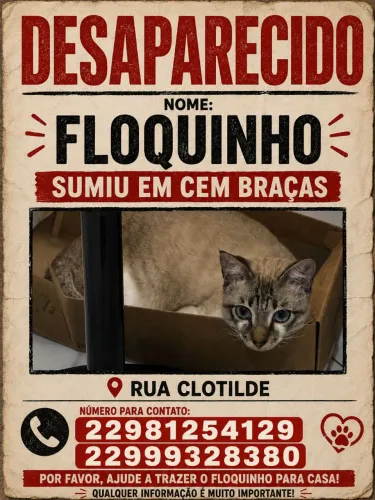 Gato perdido