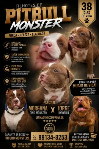 Filhotes disponíveis De Pitbul Monster 