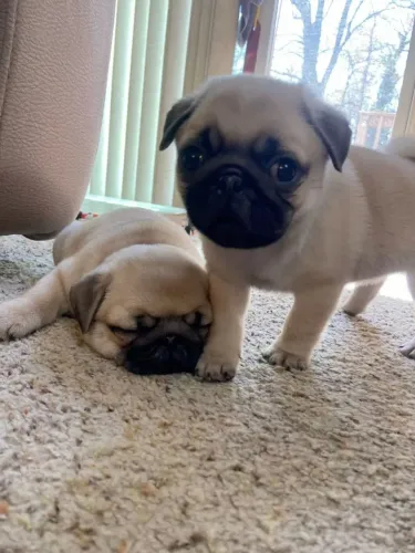 Filhotes de Pug | A alegria que faltava na sua casa.
