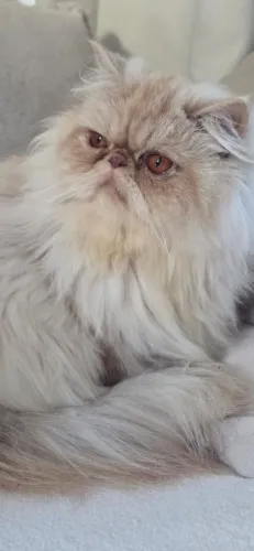 Gata persa.