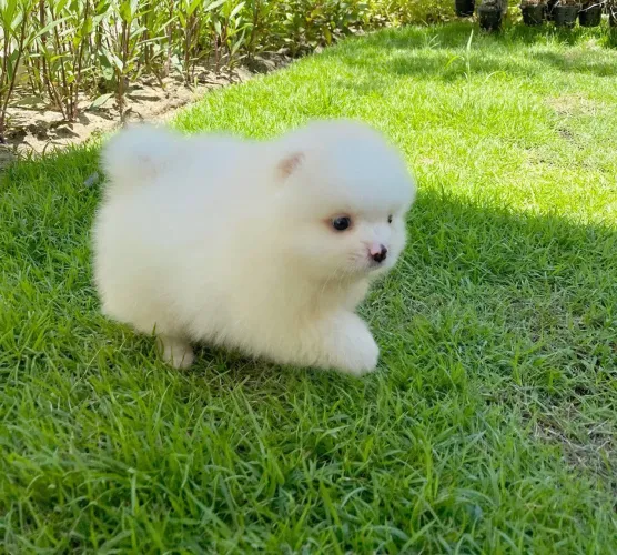 Spitz alemão Cachorrinho de porte pequeno com pelagem macia