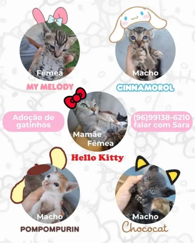 Gatinhos em adoção