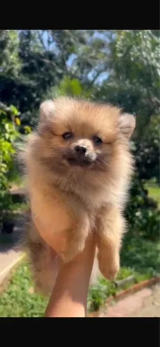 Lulu da pomerania fêmea Ana