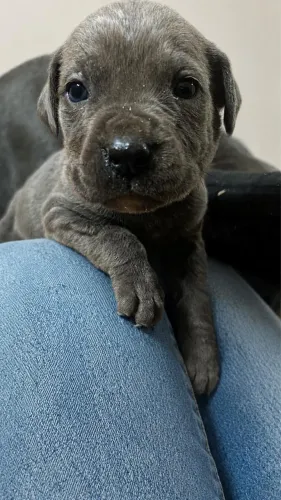 Filhotes de cane corso