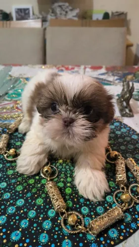 Shihtzu macho dourado e branco 700