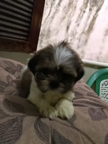 Cachorro