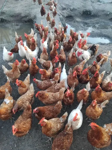 Galinhas Poedeiras Caipiras