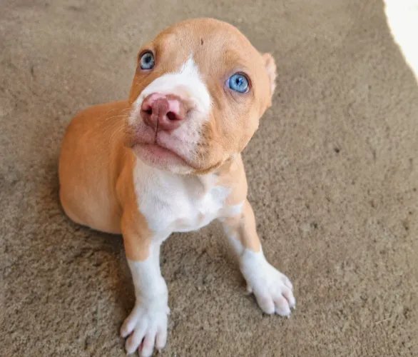 Venda-se Filhos de pitbull puros.