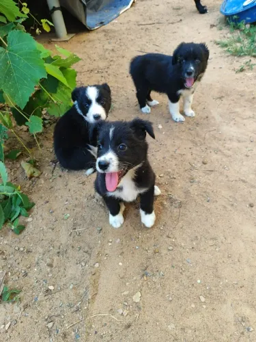 filhotes cães border collie promoção 600 reais