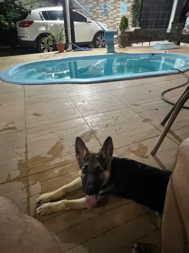 Vendo Pastor alemão femea 4 meses