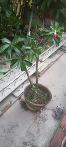 Rosa do Deserto
