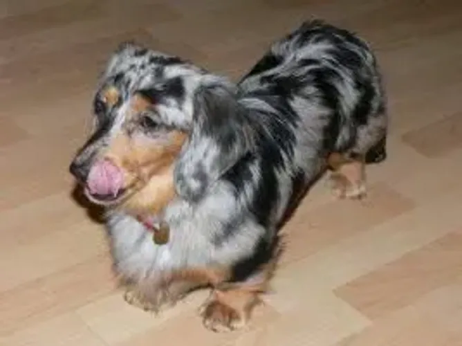 Basset salsichinha Pelo Longo 