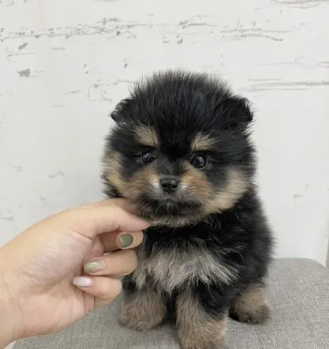 Baby spitz alemão/lulu da pomerânia com contrato e garantia dócil