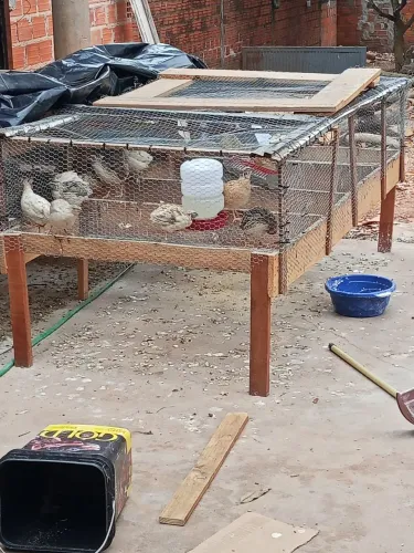 Viveiro para codornas e outras aves