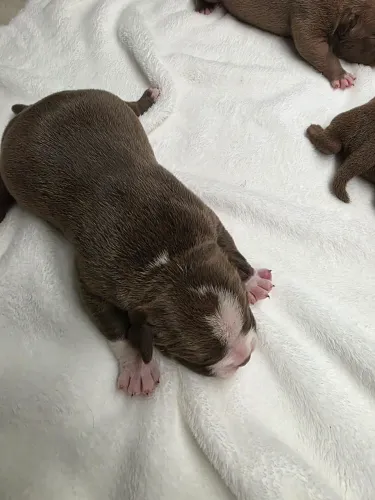 Bull Dog