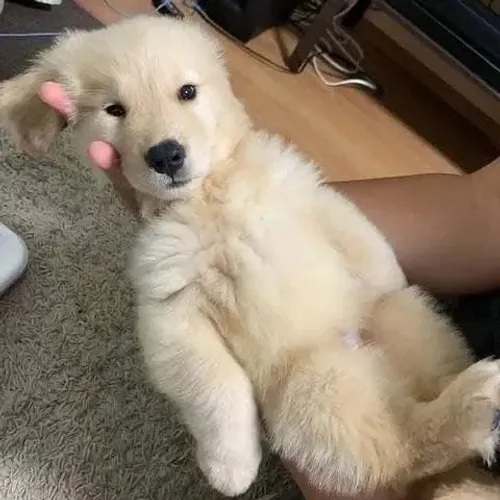 Filhotes de Golden Retriever | Carinho que aquece o lar.