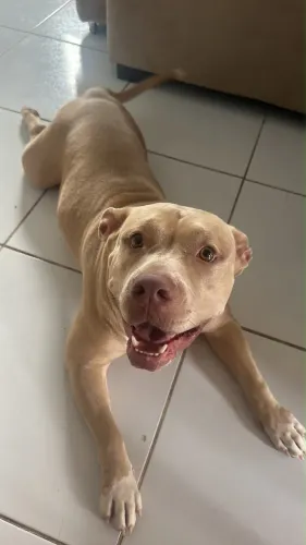 Cachorro