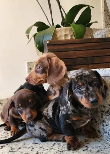 Dachshund/Teckel - O Famoso Salsicha Com Pedigree!!