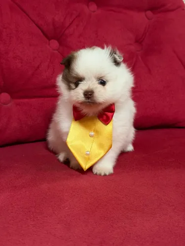 Spitz alemão 