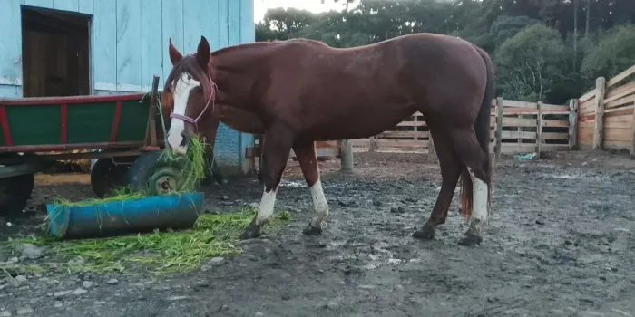 Vendo égua crioula
