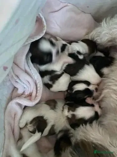 Filhotes de Shih Tzu | Alegria em cada encontro.