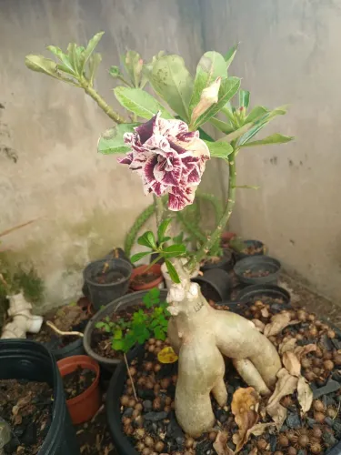 Plantas e flores