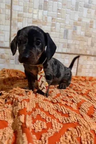 Basset dachshund teckel Cofap 