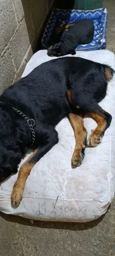Vende-se filhote de rottweiler fêmea.